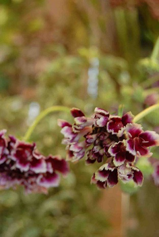 木花の花たち。_a0201358_14472995.jpg