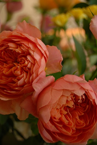 木花の花たち。_a0201358_14505164.jpg