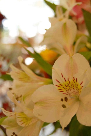 木花の花たち。_a0201358_1453426.jpg