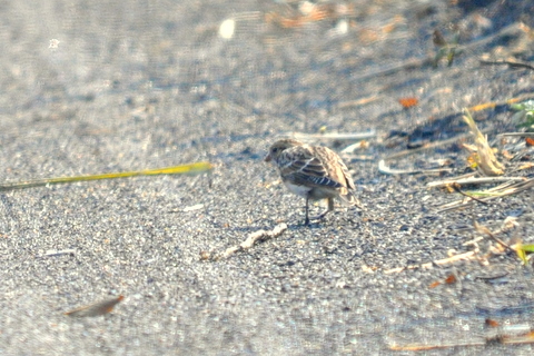 b0165760_106221.jpg