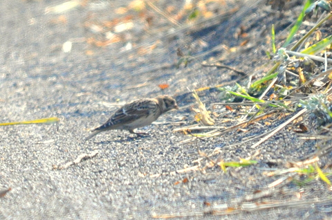 b0165760_107778.jpg