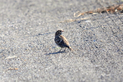 b0165760_1081734.jpg
