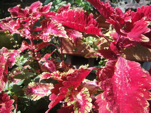 c0108460_1523372.jpg