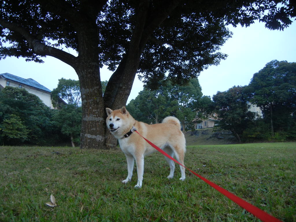 2011年10月9日(日)晴れた日にはペンキ塗り!_f0060461_1035277.jpg