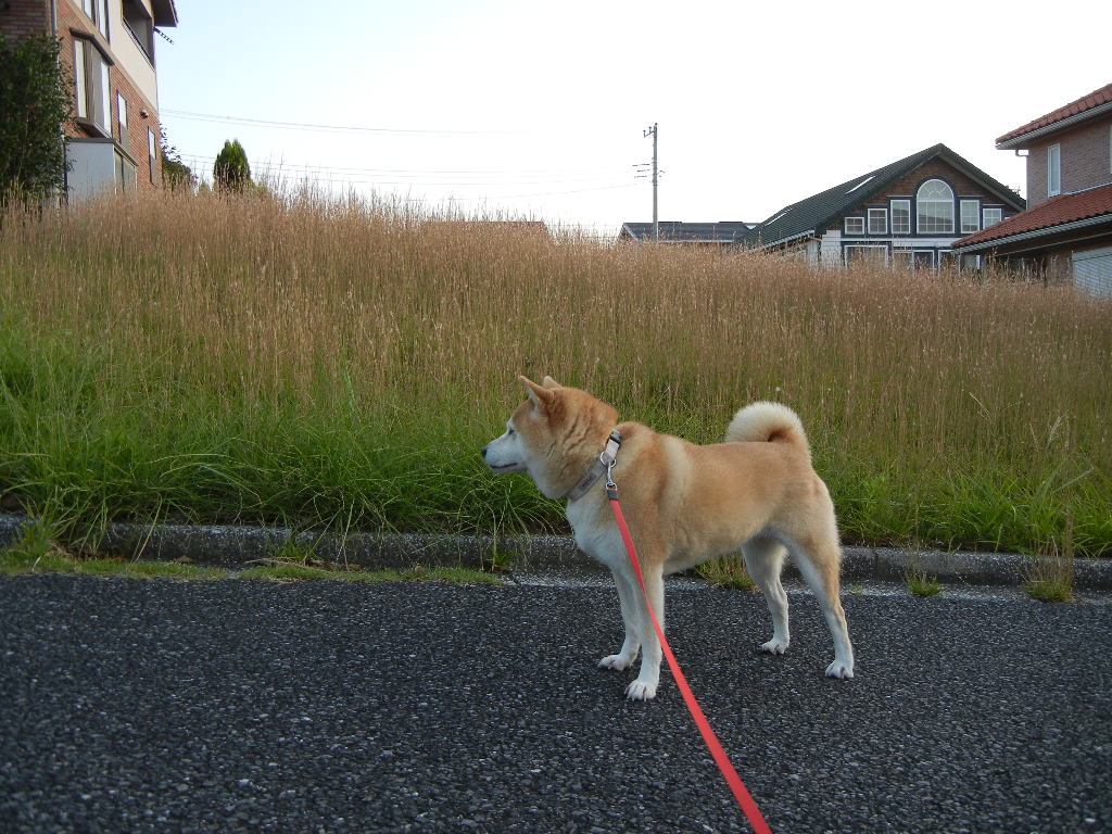 2011年10月9日(日)晴れた日にはペンキ塗り!_f0060461_104425.jpg