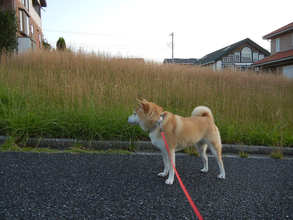 ２０１１年１０月９日（日）晴れた日にはペンキ塗り！_f0060461_104425.jpg