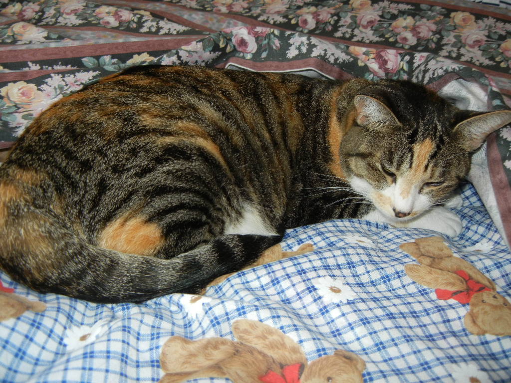 2011年10月9日(日)晴れた日にはペンキ塗り!_f0060461_107201.jpg