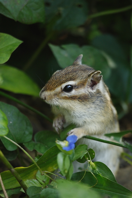 リスのいる森_e0117969_2325271.jpg