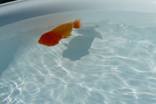 2011年10月9日 が・が・が・・・_b0098584_13553213.jpg
