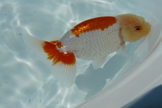 2011年10月9日 が・が・が・・・_b0098584_1359290.jpg