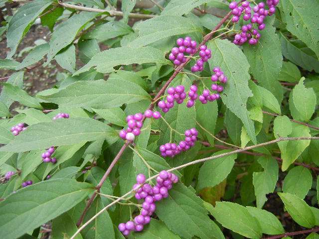 b0144891_1928982.jpg