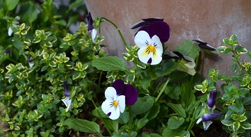 d0099791_1743549.jpg