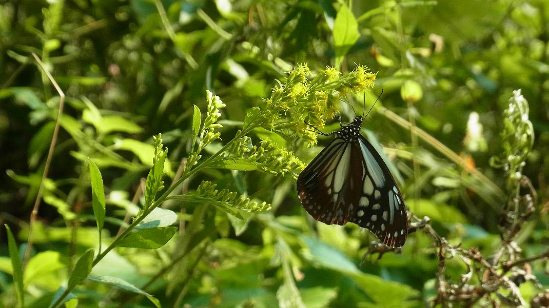a0152692_19343557.jpg