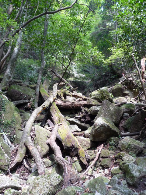 大崩山２回目の登山_b0025101_2324652.jpg