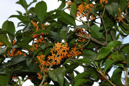 c0051105_17503856.jpg