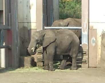 動物公園_d0131505_15375987.jpg