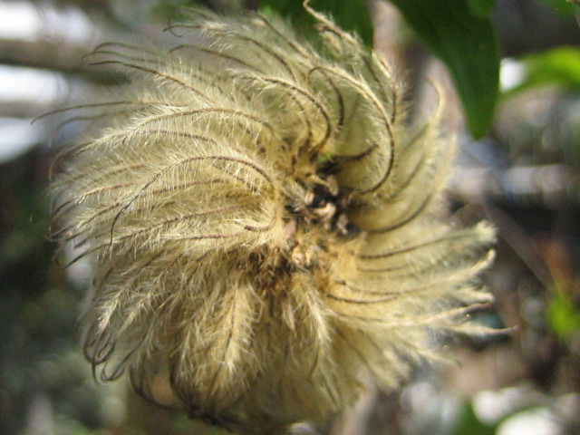 f0077807_1082532.jpg