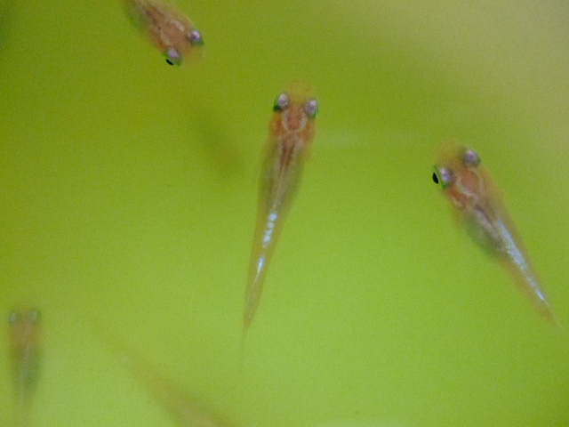 f0152308_18163413.jpg