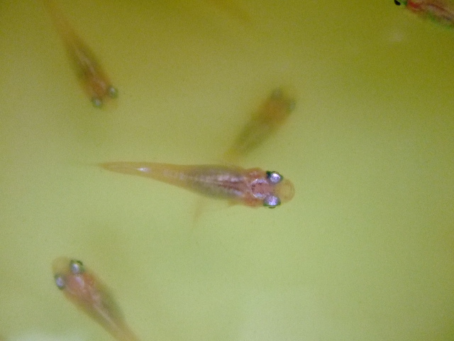 f0152308_18172395.jpg