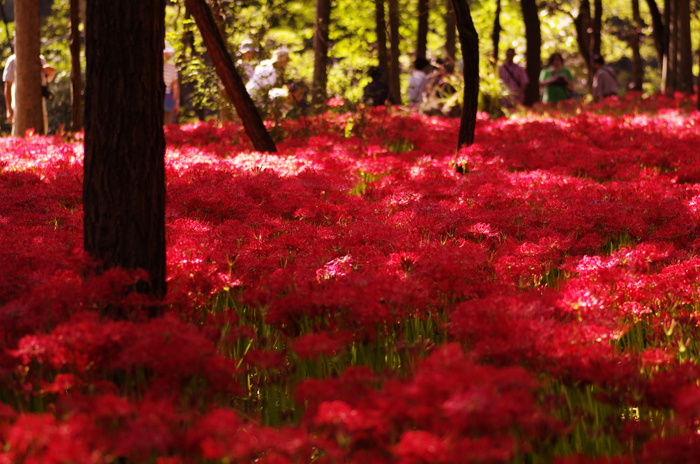 巾着田　彼岸花  4_b0151409_22341365.jpg