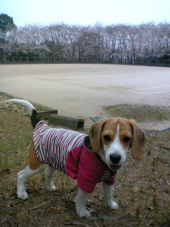 a0161310_15282239.jpg