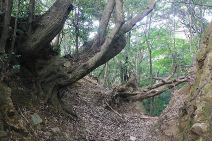 磯間嶽・烏帽子岳 （鹿児島県） 363ｍ　564ｍ_f0212511_2151075.jpg