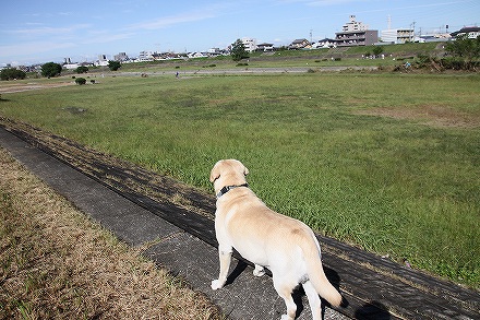 台風15号の傷跡が残る矢田川_f0191413_11141715.jpg