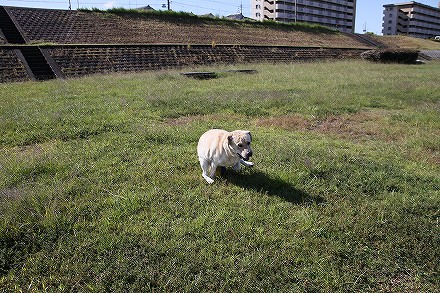 台風15号の傷跡が残る矢田川_f0191413_11184482.jpg