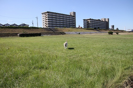 台風15号の傷跡が残る矢田川_f0191413_1120588.jpg