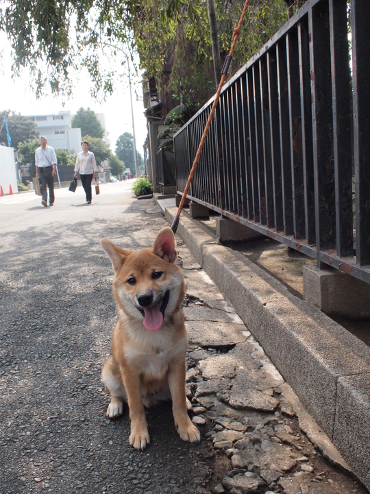 上野公園デビュー_b0224616_14251641.jpg