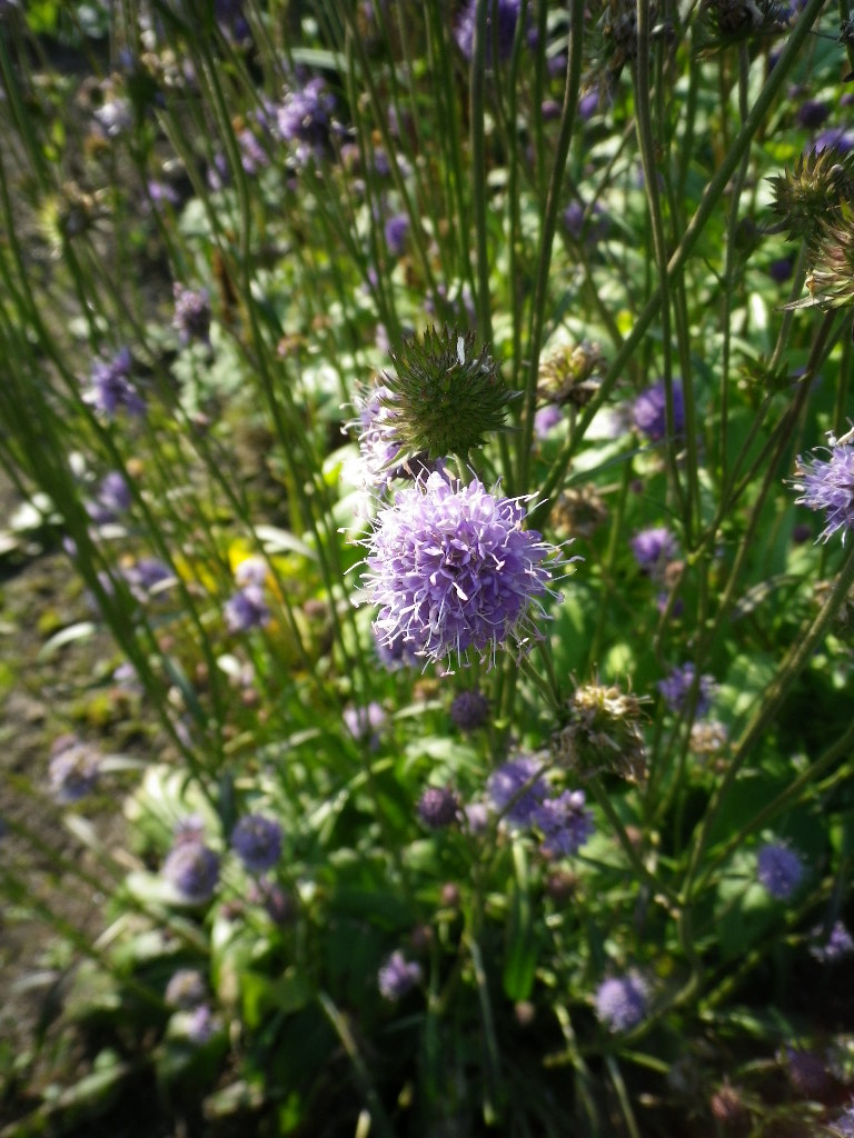e0052716_15172161.jpg
