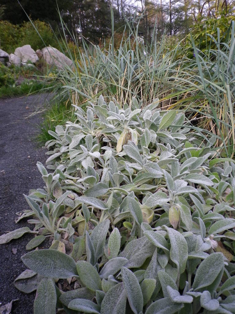e0052716_1524885.jpg