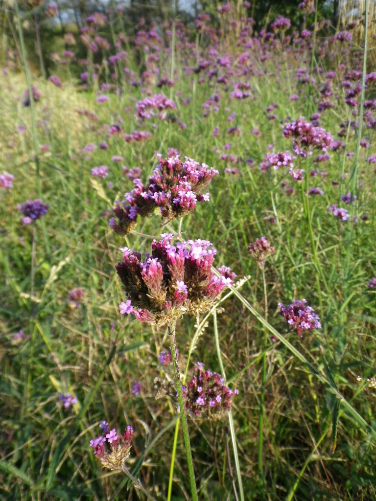 e0052716_15271737.jpg