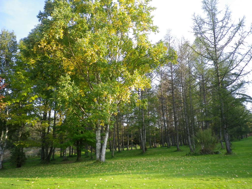 e0052716_1528386.jpg