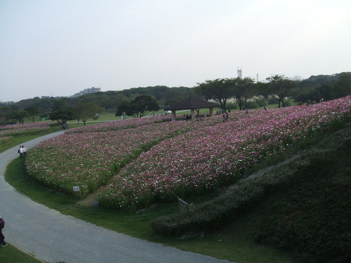 海の中道海浜公園2011　秋　コスモス_f0192820_1561072.jpg