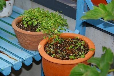 f0170524_12443836.jpg