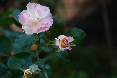 f0170524_13122271.jpg