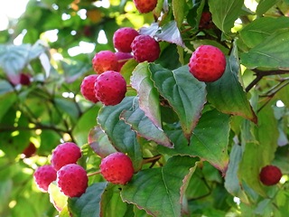 c0204725_23374325.jpg