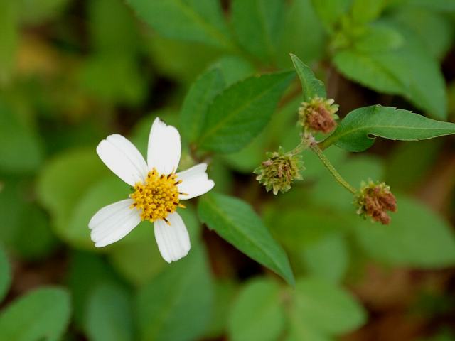 淡雪栴檀草 アワユキセンダングサ 花の仲間調べ