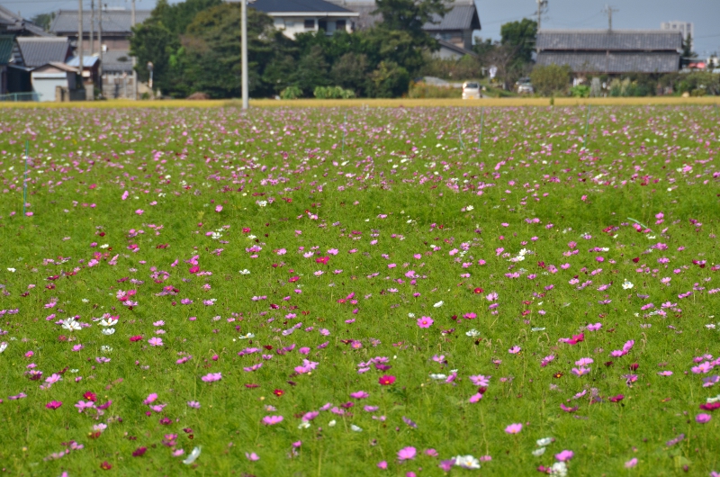 ひまわりと花火_b0224632_9313210.jpg