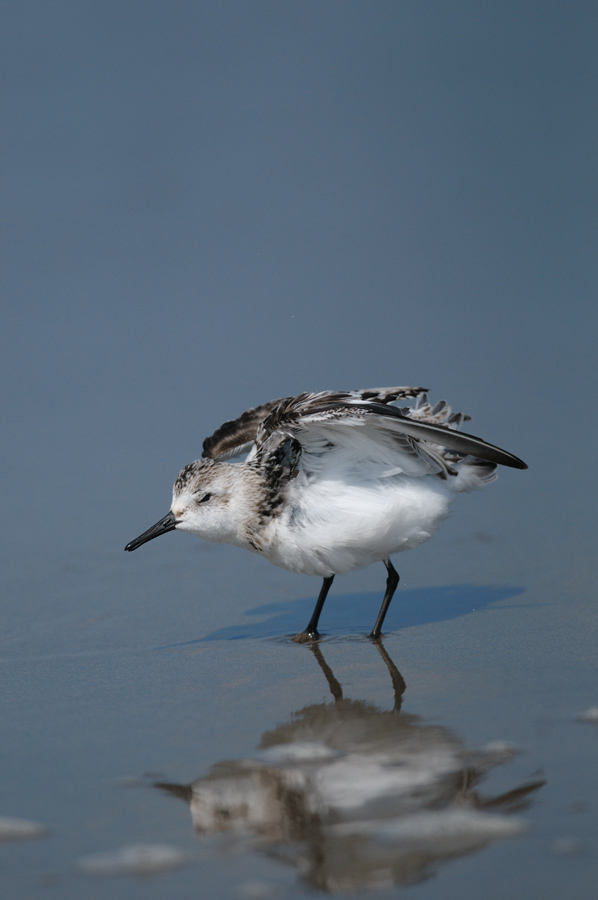 ２０１１年１０月の鳥たち_a0039245_22314211.jpg