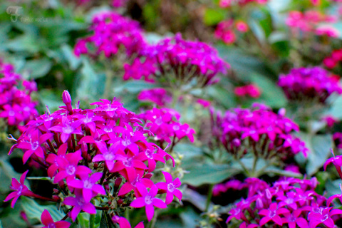 連休の植物園。_d0227246_20363290.jpg