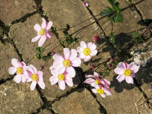 しゅうめい菊の季節_b0115553_1052829.jpg