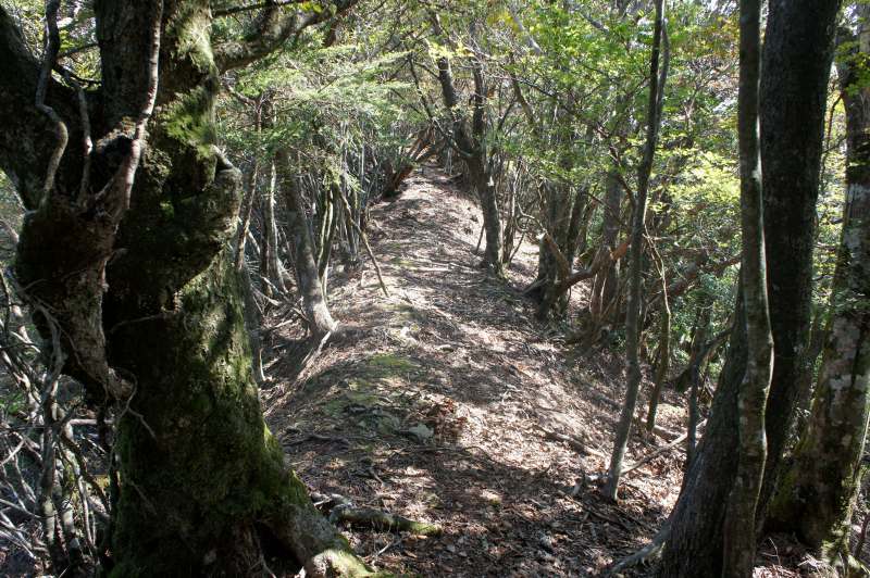 南紀の法師山から大塔山縦走_c0024254_13381771.jpg