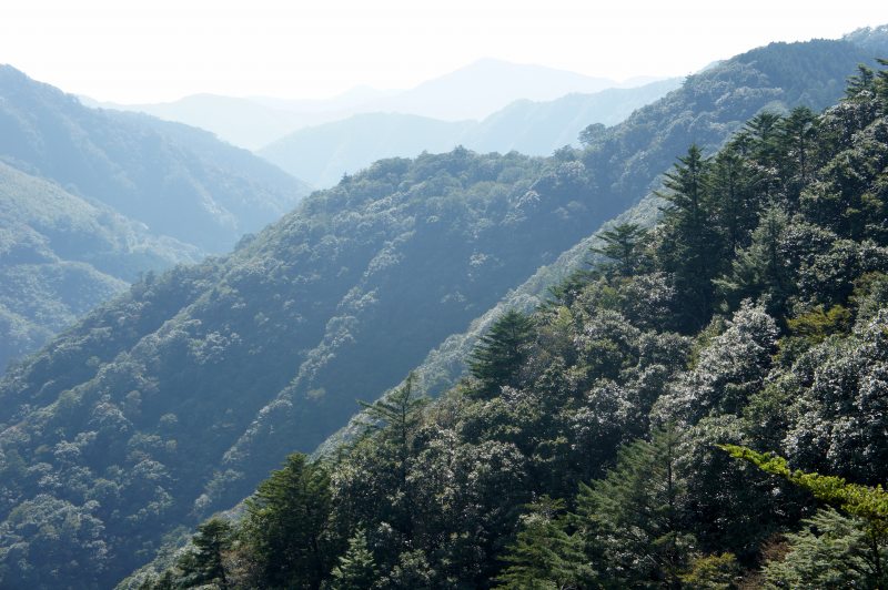 南紀の法師山から大塔山縦走_c0024254_13401833.jpg