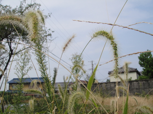 c0108460_1521514.jpg