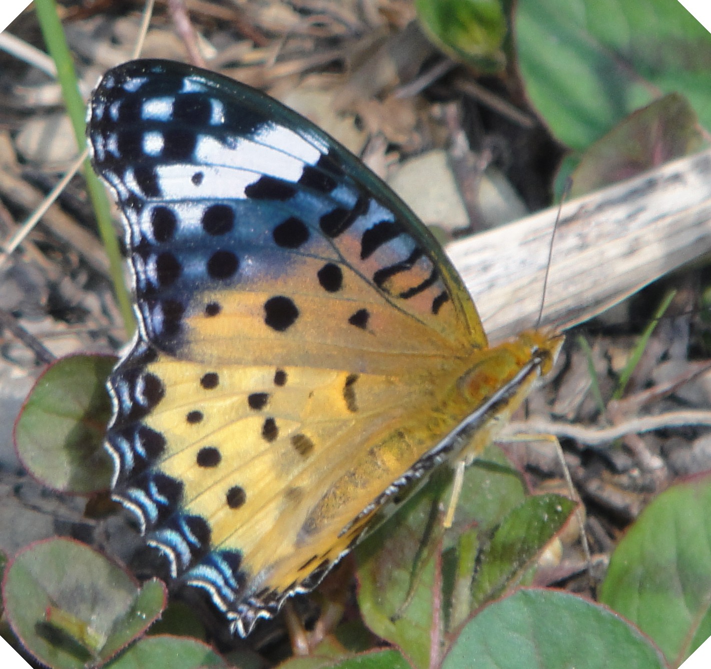 c0108460_15241138.jpg