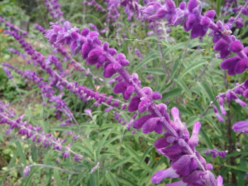 c0108460_15364051.jpg