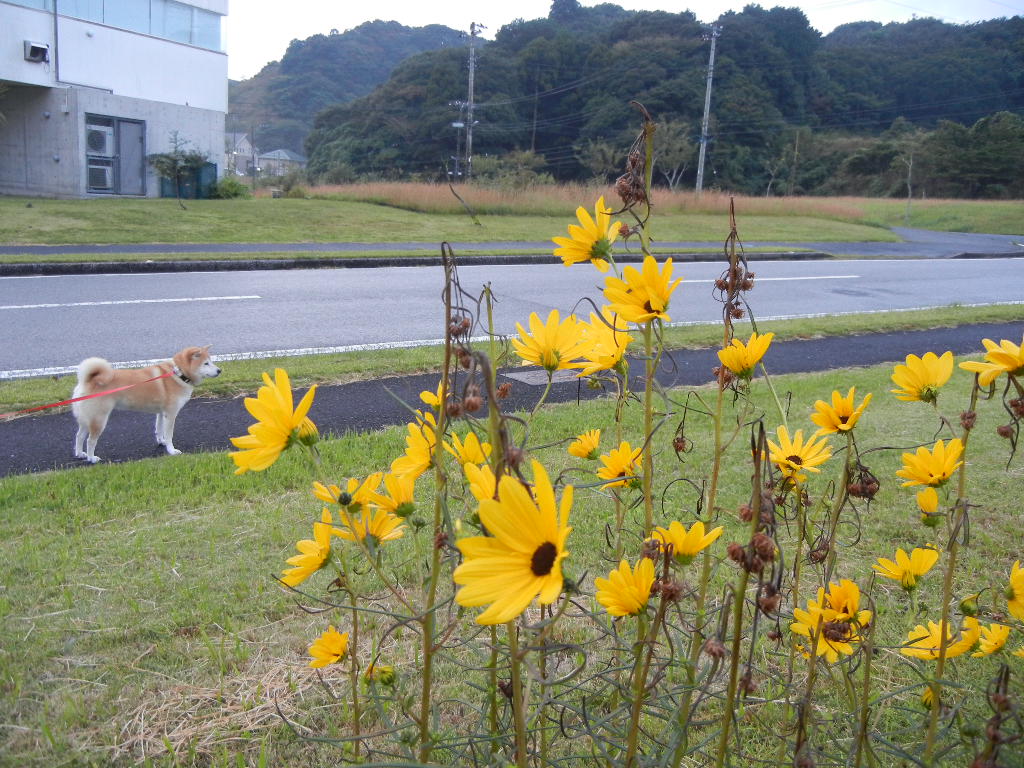 2010年10月10日(月)もうキョンかウサギが~!_f0060461_10393058.jpg