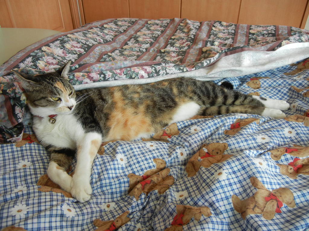 2010年10月10日(月)もうキョンかウサギが~!_f0060461_1043398.jpg